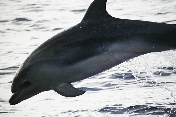 Ansvarlig hvalsafari og delfinsafari i Funchal, Madeira, på en speedbåd, foto 23 | wizardtrip