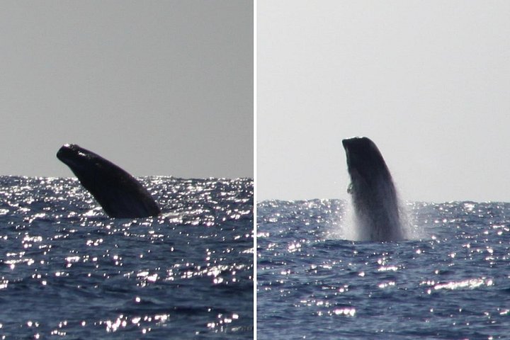Ansvarlig hvalsafari og delfinsafari i Funchal, Madeira, på en speedbåd, foto 24 | wizardtrip