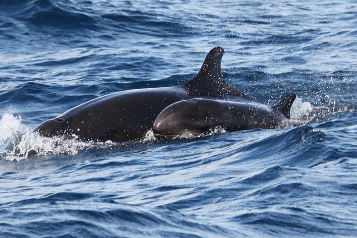 Ansvarlig hvalsafari og delfinsafari i Funchal, Madeira, på en speedbåd, foto 25 | wizardtrip