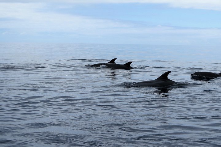 Ansvarlig hvalsafari og delfinsafari i Funchal, Madeira, på en speedbåd, foto 26 | wizardtrip