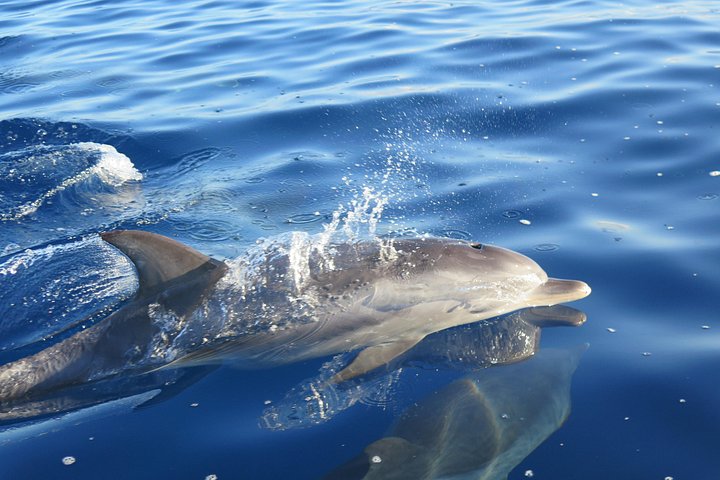 Ansvarlig hvalsafari og delfinsafari i Funchal, Madeira, på en speedbåd, foto 27 | wizardtrip