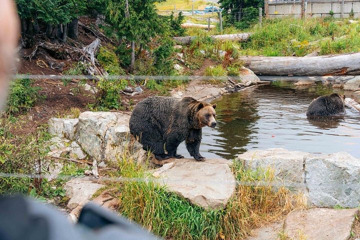 Utforsk Vancouvers North Shore, inkludert Capilano Suspension Bridge og Grouse Mountain, foto 17 | wizardtrip