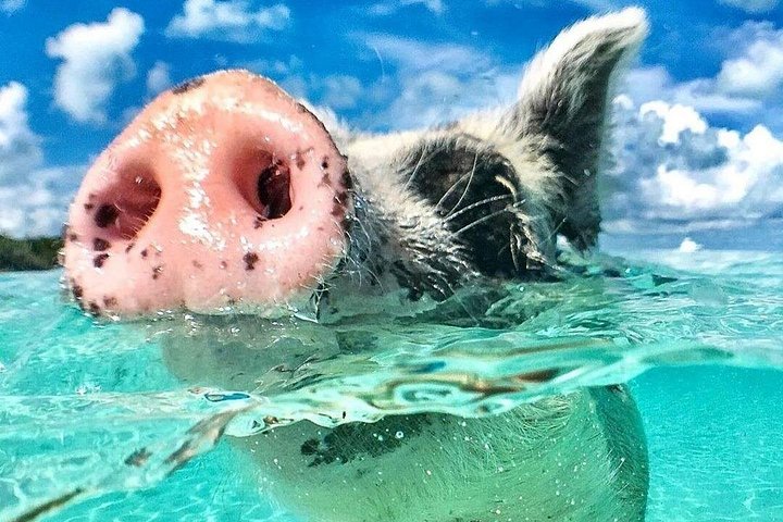 3 eilanden tour, zwem met varkens, schildpadden, snorkelen & lunch | wizardtrip