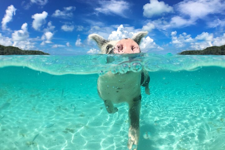 Ö-hoppningsäventyr på Bahamas med simmande grisar, sköldpaddor och snorkling, foto 8 | wizardtrip