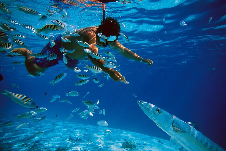 Ö-hoppningsäventyr på Bahamas med simmande grisar, sköldpaddor och snorkling, foto 9 | wizardtrip