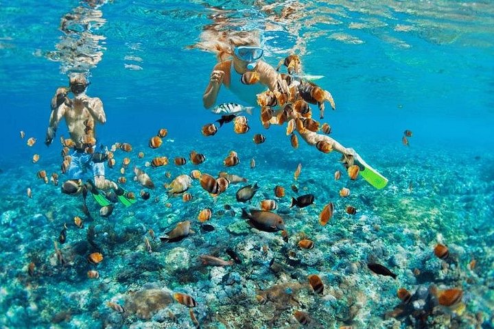 Ö-hoppningsäventyr på Bahamas med simmande grisar, sköldpaddor och snorkling, foto 10 | wizardtrip