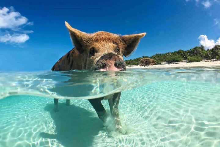 Øyhopping-eventyr på Bahamas med svømmegriser, skilpadder, snorkling og strandklubb, foto 23 | wizardtrip