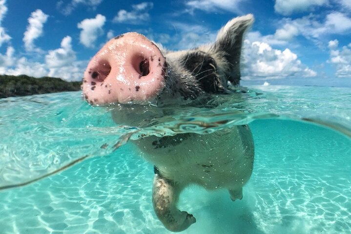 Øyhopping-eventyr på Bahamas med svømmegriser, skilpadder, snorkling og strandklubb, foto 24 | wizardtrip