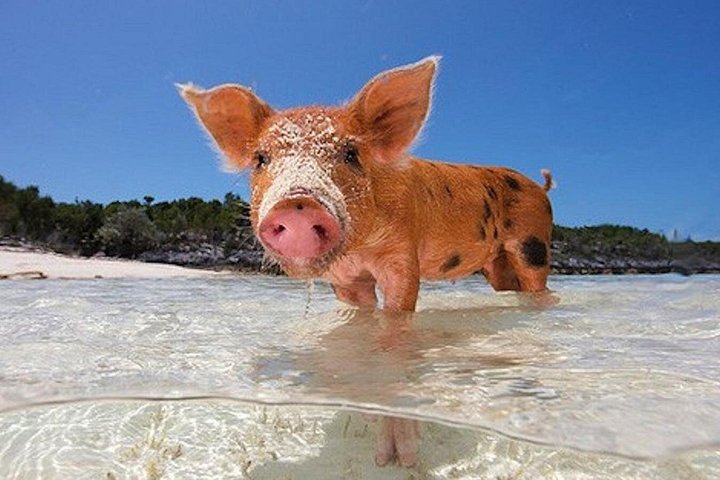 Øyhopping-eventyr på Bahamas med svømmegriser, skilpadder, snorkling og strandklubb, foto 25 | wizardtrip