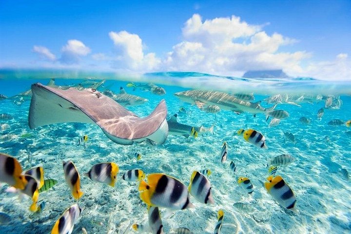 Øyhopping-eventyr på Bahamas med svømmegriser, skilpadder, snorkling og strandklubb, foto 31 | wizardtrip
