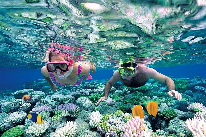 Øyhopping-eventyr på Bahamas med svømmegriser, skilpadder, snorkling og strandklubb, foto 34 | wizardtrip