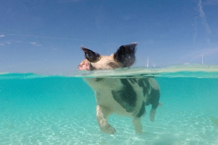 Øyhopping-eventyr på Bahamas med svømmegriser, skilpadder, snorkling og strandklubb, foto 36 | wizardtrip