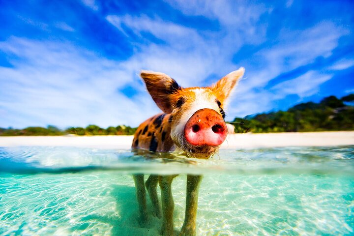 Øyhopping-eventyr på Bahamas med svømmegriser, skilpadder, snorkling og strandklubb, foto 37 | wizardtrip