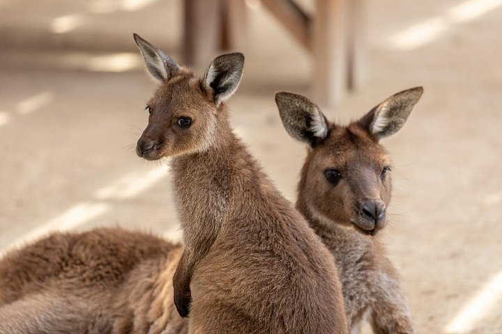 Kleingruppentour zu den Blue Mountains, dem Sydney Zoo und Scenic World mit Koalas und den Three Sisters, Foto 6 | wizardtrip