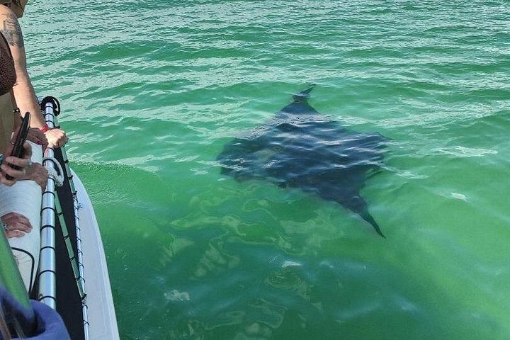 Nada con delfines en Panama City Beach, Florida, foto 6 | wizardtrip