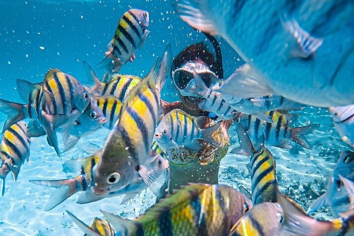 Båd- og snorkeltur for små grupper til Los Arcos-øerne nær Puerto Vallarta, Mexico, foto 12 | wizardtrip
