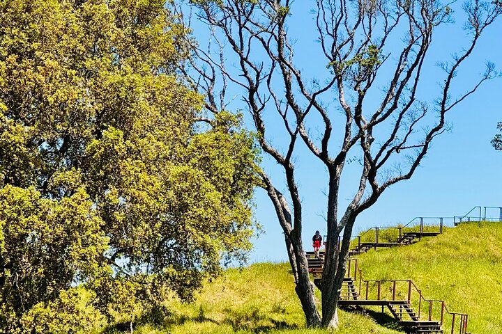 Visita galardonada en grupo reducido explorando los puntos destacados de la ciudad de Auckland, incluido el Puente del Puerto y el Monte Edén, foto 48 | wizardtrip