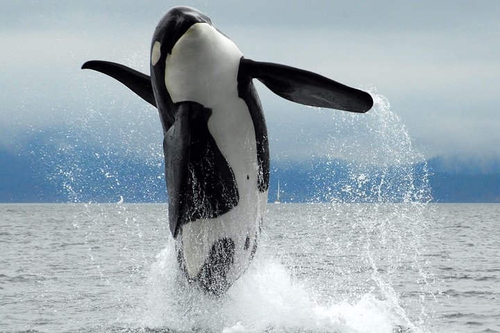 Walbeobachtung Abenteuer in Cowichan Bay | wizardtrip