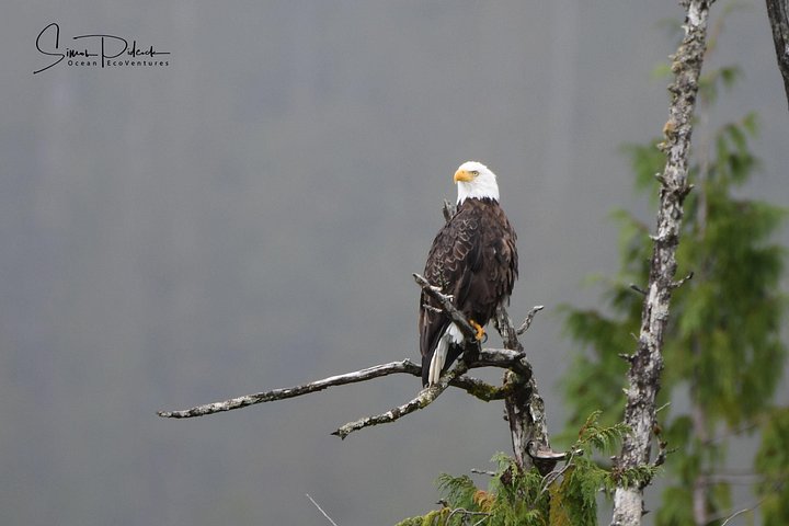 Walbeobachtungs- und Wildtier-Tour in Cowichan Bay, Vancouver Island, Kanada, Foto 6 | wizardtrip