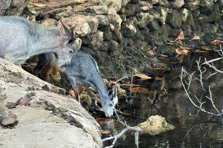 Jeep adventure exploring Aruba's Natural Pool, caves, and Baby Beach, photo 19 | wizardtrip