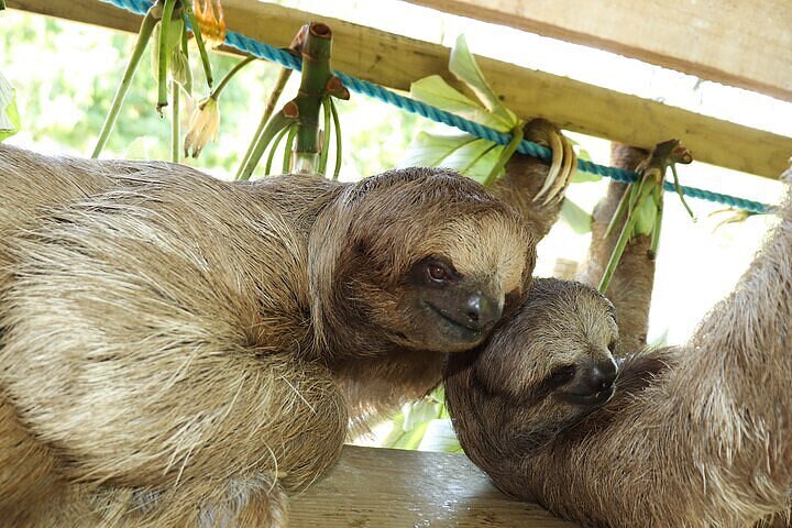 Aanpasbare privé tour van Roatan, Honduras, met eilandattracties en comfortabel vervoer, foto 6 | wizardtrip