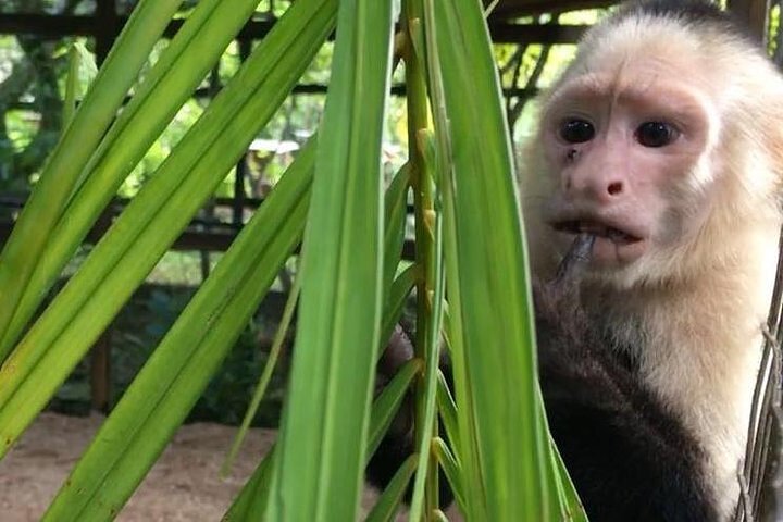 Aanpasbare privé tour van Roatan, Honduras, met eilandattracties en comfortabel vervoer, foto 8 | wizardtrip