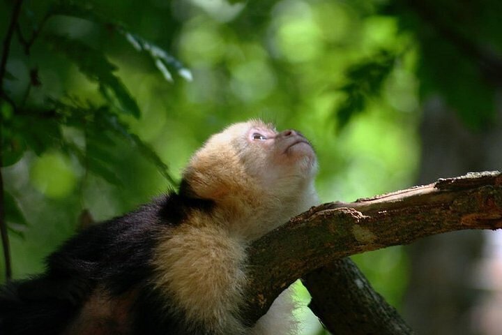 Aanpasbare privé tour van Roatan, Honduras, met eilandattracties en comfortabel vervoer, foto 11 | wizardtrip