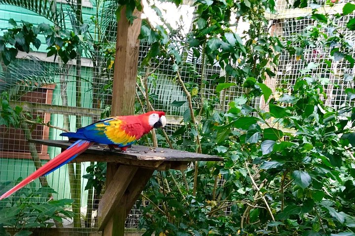 Aanpasbare privé tour van Roatan, Honduras, met eilandattracties en comfortabel vervoer, foto 13 | wizardtrip