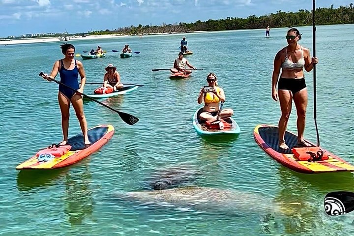 Daytona Beach Dolphin & Manatee Tour – Paddleboard or Kayak | wizardtrip