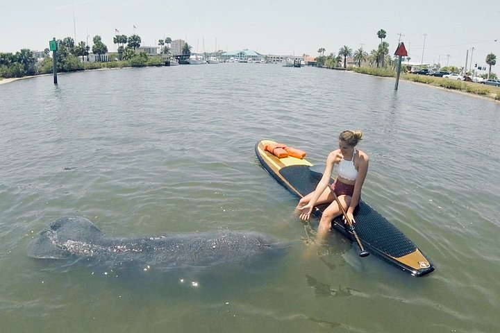 Tour guiado en paddleboard y kayak en Daytona Beach para ver delfines y manatíes, foto 7 | wizardtrip