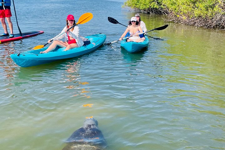 Tour guiado en paddleboard y kayak en Daytona Beach para ver delfines y manatíes, foto 12 | wizardtrip
