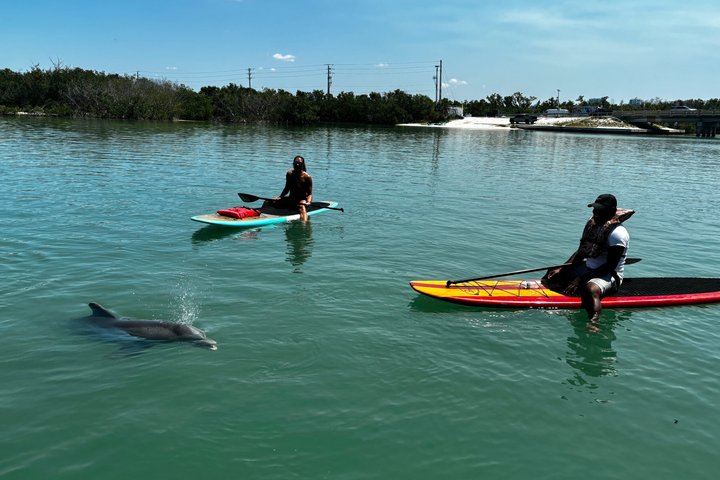 Tour guiado en paddleboard y kayak en Daytona Beach para ver delfines y manatíes, foto 15 | wizardtrip