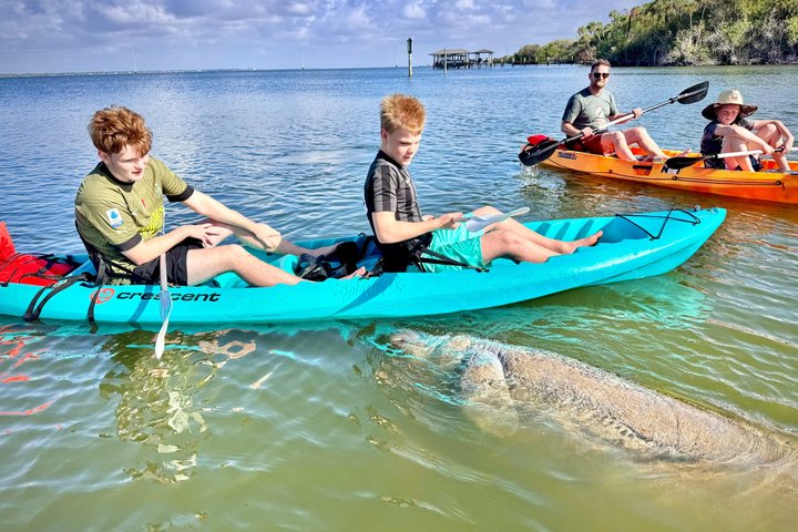 Daytona Beach Dolphin & Manatee Kayak Wildlife Adventure | wizardtrip