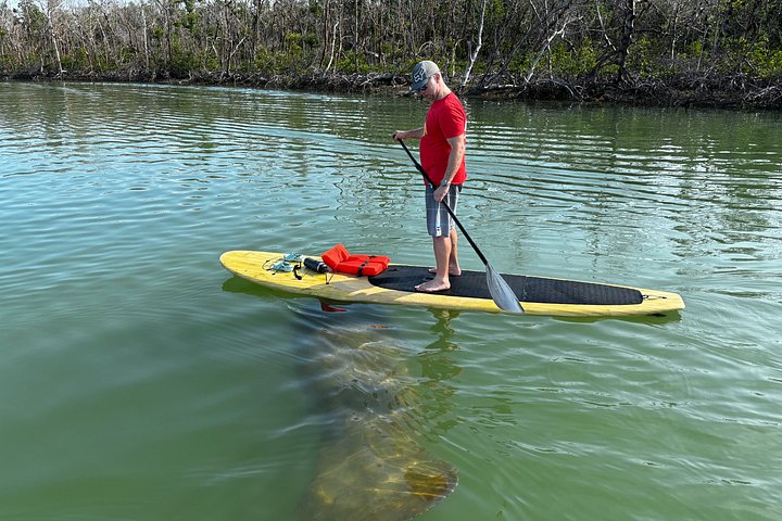 Kajakk-eventyr på Halifax River i Daytona Beach, med observasjon av delfiner og manater, foto 7 | wizardtrip
