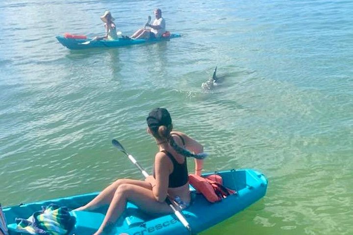 Kajakk-eventyr på Halifax River i Daytona Beach, med observasjon av delfiner og manater, foto 11 | wizardtrip