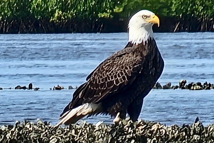 Kajakk-eventyr på Halifax River i Daytona Beach, med observasjon av delfiner og manater, foto 12 | wizardtrip