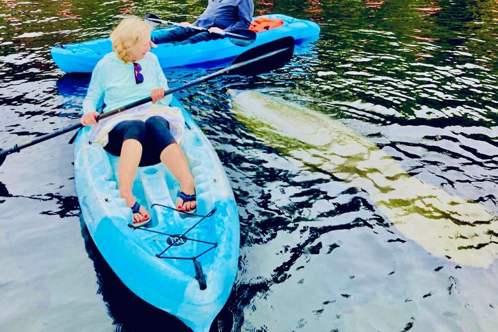 Dolphin, Manatee and SeaTurtle SUP Adventure Tour of St Augustine | wizardtrip