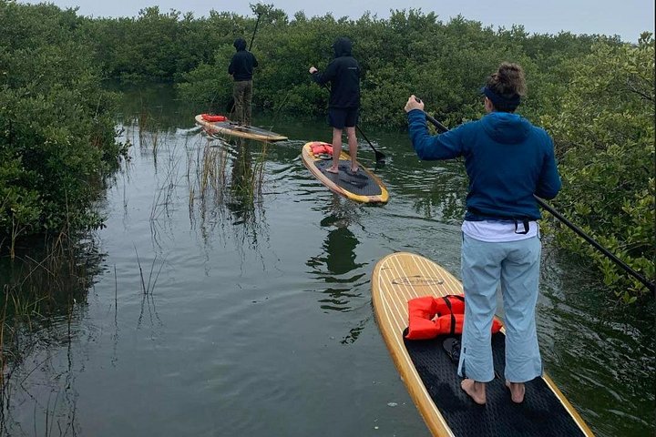 Paddleboard- of kajakavontuur in St. Augustine om dolfijnen, zeekoeien en zeeschildpadden te zien, foto 16 | wizardtrip