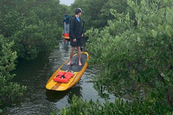 Paddleboard- of kajakavontuur in St. Augustine om dolfijnen, zeekoeien en zeeschildpadden te zien, foto 17 | wizardtrip