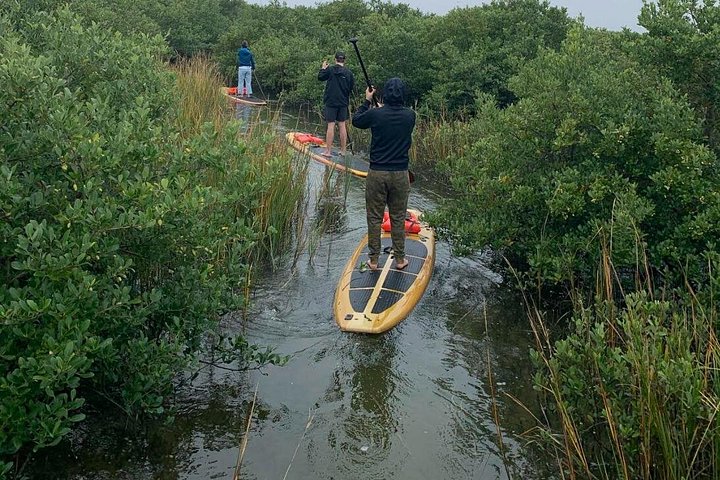 Paddleboard- of kajakavontuur in St. Augustine om dolfijnen, zeekoeien en zeeschildpadden te zien, foto 19 | wizardtrip