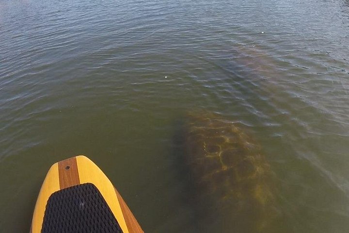 Paddleboard- of kajakavontuur in St. Augustine om dolfijnen, zeekoeien en zeeschildpadden te zien, foto 21 | wizardtrip