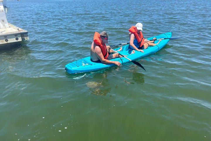 Paddleboard- of kajakavontuur in St. Augustine om dolfijnen, zeekoeien en zeeschildpadden te zien, foto 23 | wizardtrip