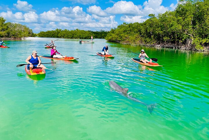 Delfin- og Manateetur i Fort Myers | Oplev dyrelivet | wizardtrip