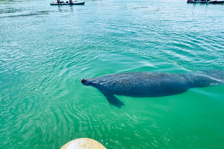 Geniet van een dolfijn- en lamantijn-avontuur per kajak of paddleboard in Fort Myers, foto 6 | wizardtrip