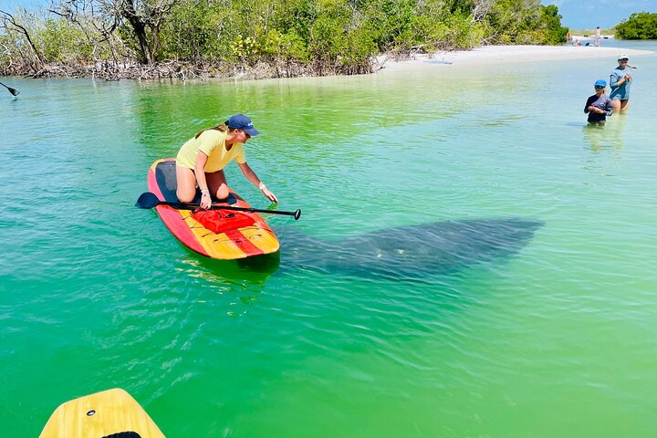 Geniet van een dolfijn- en lamantijn-avontuur per kajak of paddleboard in Fort Myers, foto 7 | wizardtrip