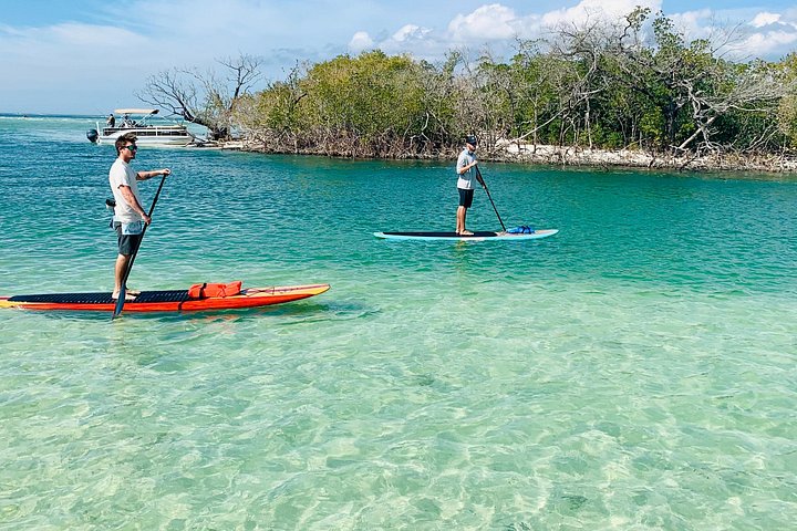 Geniet van een dolfijn- en lamantijn-avontuur per kajak of paddleboard in Fort Myers, foto 8 | wizardtrip