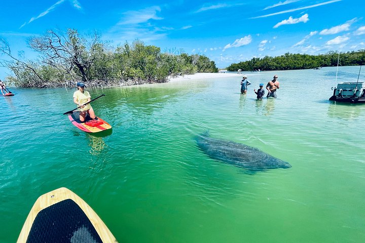 Geniet van een dolfijn- en lamantijn-avontuur per kajak of paddleboard in Fort Myers, foto 9 | wizardtrip