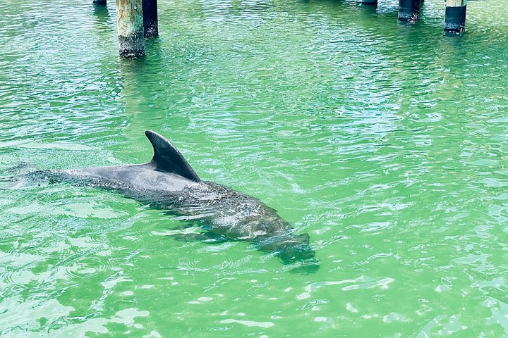 Geniet van een dolfijn- en lamantijn-avontuur per kajak of paddleboard in Fort Myers, foto 10 | wizardtrip