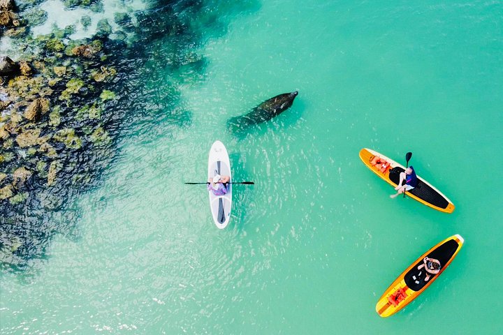 Geniet van een dolfijn- en lamantijn-avontuur per kajak of paddleboard in Fort Myers, foto 12 | wizardtrip
