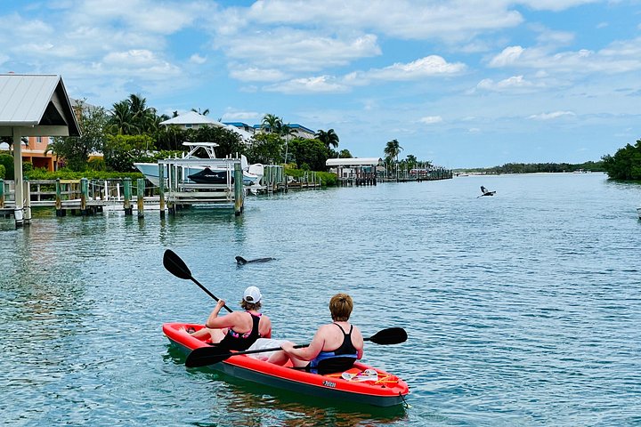 Geniet van een dolfijn- en lamantijn-avontuur per kajak of paddleboard in Fort Myers, foto 13 | wizardtrip